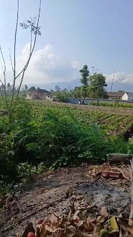 A long shot captures a rural landscape on a bright, clear day. In the foreground, dry leaves, twigs, and scattered fruits, some red and green, lie on the ground. A thin, tall plant with sparse leaves stands to the left. Behind it, a patch of lush, green grass and other foliage grows. Beyond the greenery, a neat field of young crops stretches out, with rows of plants visible. In the middle distance, a road runs horizontally across the frame. Several houses with white walls and tiled roofs are situated along the road, interspersed with trees. A single white vehicle is parked on the side of the road, and a person on a motorcycle is visible further down the road. In the background, a gentle slope leads up to hazy mountains under a bright blue sky with fluffy white clouds.