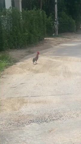 A rooster walks across a cracked asphalt road. A green hedge and trees are in the background. An electrical pole stands on the edge of the road. The rooster is brown and black with a red comb. It walks from left to right. The day is sunny.