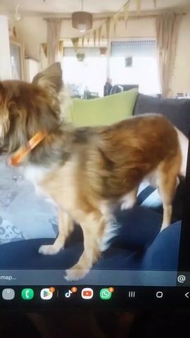 A video shows a small brown and white dog standing on a person's lap. The dog has long, fluffy fur and is wearing an orange collar. The person is sitting on a couch, which has a green pillow on it. In the background, there is a window with curtains and a string of triangle pennants hanging from the ceiling. The video is being watched on a tablet.