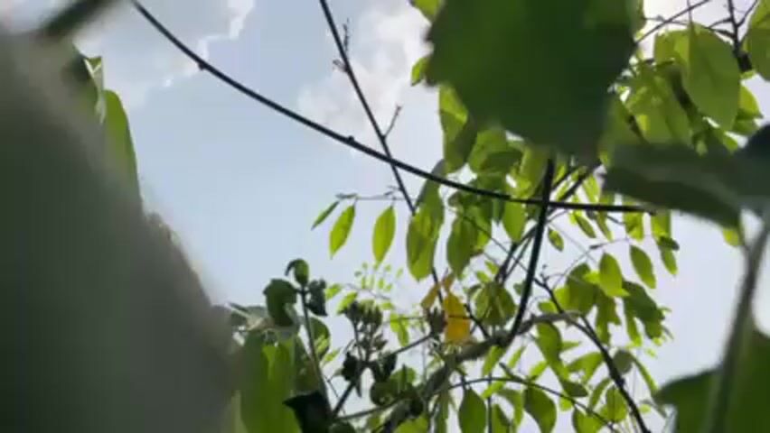 The video presents a low-angle view looking up through the branches and leaves of a tree against a bright sky. The leaves are predominantly green, and sunlight is visible through the gaps in the foliage. Some branches are thin and bare.  Audible sounds of human voices are present in the background.