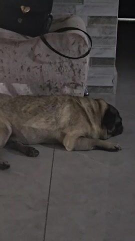 The video shows a tan and black pug lying on a gray tiled floor next to a cream-colored armchair. A black purse is slung over the back of the chair. The dog's head is down, and it appears to be resting or sleeping.