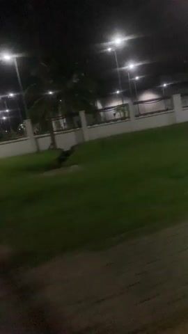 A video recording captures a nighttime scene in what appears to be an outdoor area with a well-maintained lawn and a paved walkway in the foreground. Several tall lampposts illuminate the area with bright white light. In the background, a white fence with a dark railing runs horizontally, separating the lawn from what looks like a building or complex. Palm trees are visible behind the fence, their fronds silhouetted against the dark sky. The camera is in motion, panning from left to right, creating a slight blur effect on the edges of the frame. A rectangular concrete structure is partially visible on the lawn. In the later frames, a dark object, possibly an animal or person, briefly appears and moves across the lawn before disappearing from view. The overall impression is of a secure, well-lit outdoor space at night.