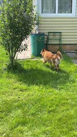 A dog walks across a green lawn in front of a house. The dog is tan and black and appears to be a German Shepherd mix. The house is yellow and has a white trim. There is a green barrel and a green rack next to the house. A tree with green leaves is in the foreground. The sun is shining and casting shadows on the lawn.