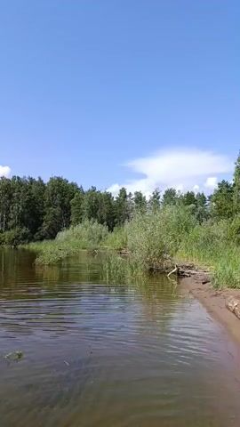 A person in a black t-shirt and beige shorts walks into a body of water. The person is facing away from the camera and is submerged up to their knees. The water is calm with small ripples. In the background, there is a shoreline with trees and vegetation. The sky is clear blue with a few white clouds. The scene appears to be a natural outdoor environment on a sunny day.