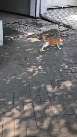 The video shows a ginger cat running away from the camera on a paved street. In the foreground, a motorcycle's side mirror reflects the hand holding a phone, with equations and diagrams visible on the phone's screen. In the background, there is a house with a patterned driveway, a trash can, trees, and other people and vehicles on the street. The scene appears to be outdoors during the daytime, with sunlight casting shadows on the ground.