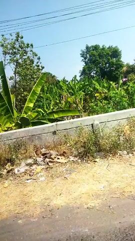 The video shows an outdoor scene on a sunny day. In the foreground, there is a dirt or gravel road. Behind the road, there is a low concrete barrier with some vegetation and debris on and around it. Beyond the barrier, there is a dense area of green foliage, including large banana leaves, and several trees. The sky is clear and blue with some overhead power lines visible. There are no people or animals in the frame. The scene appears to be in a rural or semi-rural area.