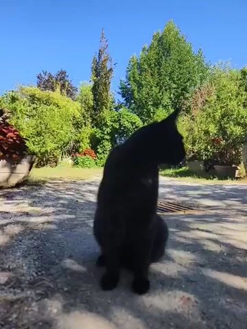 A black cat is sitting on a gravel surface. The cat is facing the camera and its head is tilted slightly. In the background, there are green trees and a blue sky. There is also a blurred red object in the left side of the frame. The scene appears to be outdoors, possibly in a garden or yard.