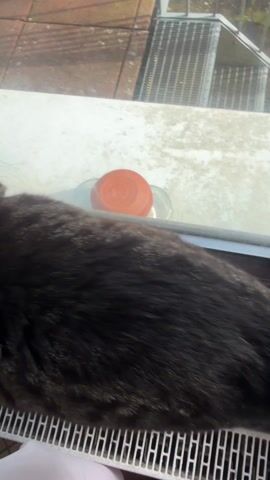 A close-up video shows a tabby cat resting on a surface next to a radiator. The camera focuses on the back of the cat's head and then pans to show its face as a person gently pets the cat under its chin. The cat has green eyes and a tabby pattern on its fur. The surface the cat is on appears to be a window sill. The person is wearing white pants and black shoes. The radiator is white and has a grid pattern. The floor tiles are red and brown.