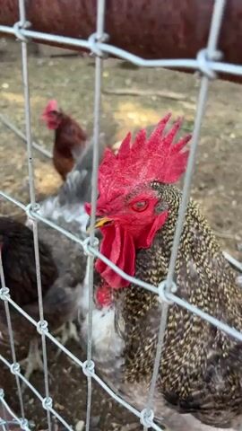 A close-up shot focuses on the head of a rooster behind a wire fence. The rooster has a bright red comb and wattle, with black and white speckled feathers on its neck and body. Its eye is visible and appears to be red. In the background, other chickens, including a reddish-brown rooster, are visible behind the fence in a dirt and grass enclosure. The overall environment suggests a farm or backyard setting. The video is very brief, lasting only a few seconds.