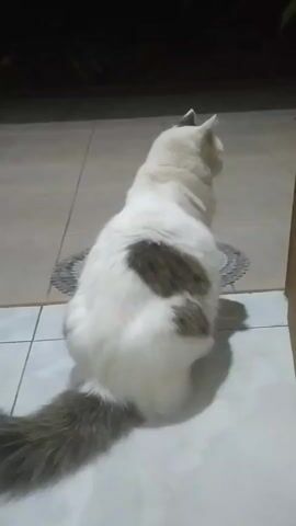 The video shows a fluffy white cat with brown markings on its back sitting on a tiled floor. The cat is facing away from the camera and looking towards the right. The lighting is dim, and the background is blurry, suggesting the cat is indoors near a doorway or window. The cat's tail is long and bushy.