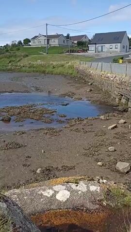 The video is a static shot of a muddy tidal area with some water in the center. There are rocks and seaweed scattered throughout the mud. In the background, there are houses on a grassy hill and a fence along the edge of the tidal area. The sky is blue with some clouds.