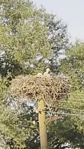 The video shows a bird's nest on top of a utility pole, with three small birds visible in the nest. The nest is made of twigs and other natural materials and is quite large. The birds appear to be young, possibly chicks, and are huddled together in the nest. The background of the video is filled with green trees and a bright sky, suggesting an outdoor, natural environment. The lighting suggests it is daytime, likely morning or afternoon. The pole has some wires running horizontally across it. The camera is positioned below the nest, looking up at it.