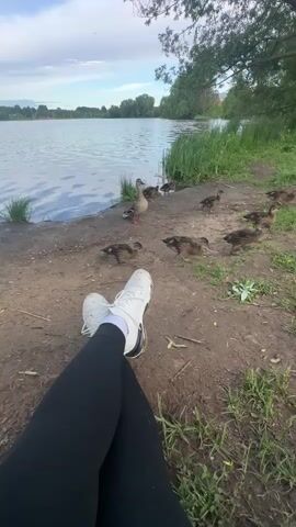 The video shows a first-person view of someone sitting near a lake on a partially sunny day. The person is wearing black leggings and white sneakers with black accents.  Their legs are crossed in front of them.  The lake is calm and surrounded by trees and grass. A female mallard duck and around 10 ducklings are on the grassy edge of the lake. They move around, some walking into the grass and others towards the water. Part of a plastic container is visible in the lower right of the frame.