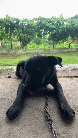 A black dog lies on a concrete surface with a metal chain around its neck. The dog appears to be chewing on something. In the background, there is lush green foliage, possibly a garden or vineyard, and a fence. The sky is overcast. The video is shot from a low angle, looking up at the dog.