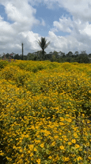 Yellow flower field observed in Kintamani, Indonesia
