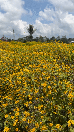 Yellow flower field observed in Kintamani, Indonesia