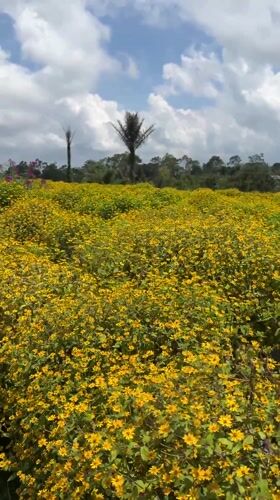 Yellow flower field observed in Kintamani, Indonesia
