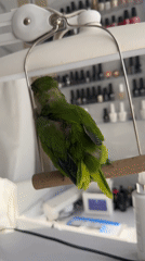 Green parakeet preening and snacking at home in Netanya