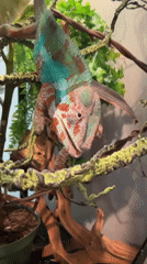 Colorful chameleon feeding time documented in Los Angeles terrarium