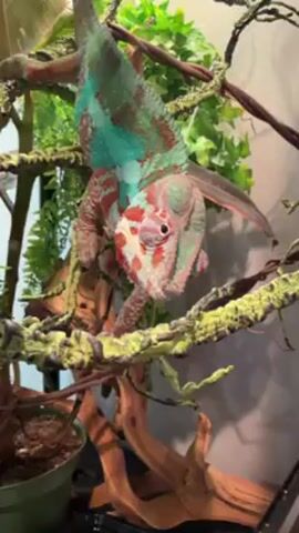 A video shows a chameleon perched upside down on branches inside a terrarium. The chameleon exhibits a vibrant color pattern, featuring shades of teal, brown, red, and white. The terrarium is furnished with artificial plants and branches, mimicking the chameleon's natural habitat.