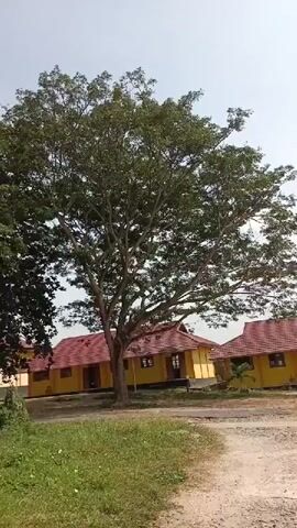 The video shows a slow pan across a scene with several yellow buildings with red tile roofs. In the foreground, there are large trees with green foliage and a dirt path. The sky is clear and blue.
