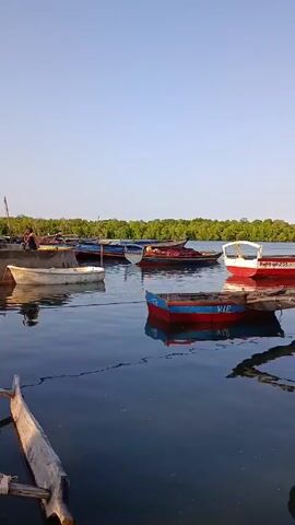 The video shows a group of small boats moored in a calm body of water, likely a harbor or bay. The boats are various colors, primarily red, blue, and white, and appear to be fishing or transport vessels. Some boats have license numbers visible. The water is calm and reflects the boats and the clear blue sky.  A dense line of green trees is visible on the far bank, suggesting a shoreline of vegetation. A broken log is visible in the bottom left corner of the frame. A person can be seen sitting on one of the boats.