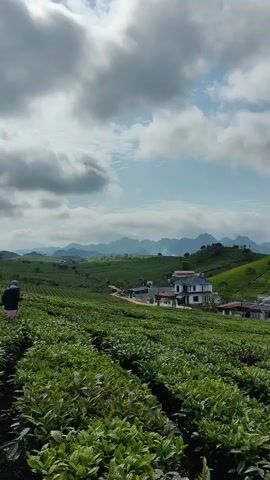 The video shows a rural landscape, a hillside tea plantation, on an overcast day. The tea plants are densely packed in rows across a hillside. In the middle distance, several houses are scattered around a green hillside.  Beyond the houses are a series of ridges and small mountains on the horizon. A person walks through the tea plantation in the foreground. The sky is filled with heavy, grey clouds with patches of lighter sky visible through them.
