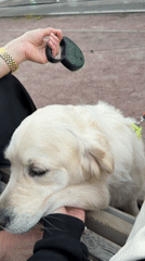 White dog relaxes on a bench, getting petted in St. Petersburg