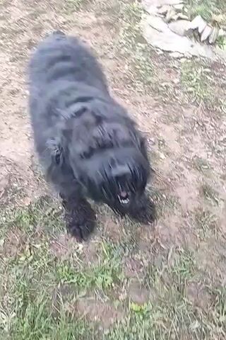 The video shows a large, black dog with long, shaggy fur panting and standing on grassy ground. The dog looks up towards the camera, barking. A hand, likely belonging to a person off-screen, reaches out and gently strokes the dog's back.