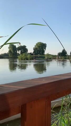 A tranquil lake scene unfolds under a clear blue sky, with lush green trees dotting the background. In the foreground, a wooden railing frames the view. A small island, covered in dense vegetation, sits in the middle of the lake. Several people are visible enjoying the water. One individual is on a paddleboard, while others are swimming near a wooden dock. Two people appear to be jumping into the water, creating a splash. The reflections of the trees and the sky shimmer on the calm surface of the lake.