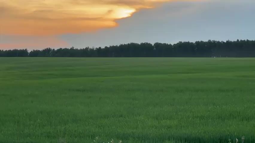 This media file captures a wide, green, agricultural field under a dramatic sky. The field itself appears to be planted with a low-lying crop, possibly grain, which creates a soft, undulating texture across the landscape. In the distance, a dense line of trees forms a dark, horizontal band against the horizon, suggesting the edge of a forest or a treeline bordering the farmland.

The sky is a prominent feature, dominated by a striking sunset. On the left side, large clouds are illuminated with vibrant shades of orange and yellow, indicating the sun is low in the sky. The right side of the sky transitions into softer blues and grays, hinting at the approaching twilight. The overall impression is one of natural beauty and tranquility, with the warm tones of the sunset contrasting with the cool greens of the field.

The scene is static, with no discernible activity taking place. It evokes a sense of peacefulness and the vastness of the rural landscape. The time of day is clearly evening, as evidenced by the sunset. While no specific location cues are visible within the frame itself, the context provided indicates the location is Ol'gino, Russia. No text is visible in the media file.
