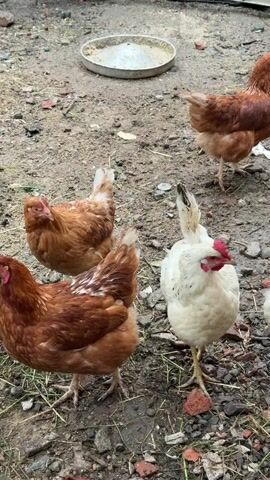 The video shows a small group of chickens in a dirt and rock enclosure. There are three reddish-brown chickens and two white ones. A couple of metal feeding dishes lie on the ground, seemingly unused. The chickens mostly stand still, occasionally turning their heads. The environment is a somewhat messy, unkempt outdoor area.