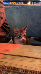 Georgian restaurant serves traditional food with live music, cat