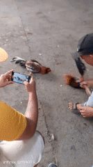 Cockfighting event observed in San Sebastián, Venezuela