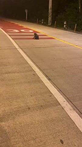 The video shows a monkey on a road at night. The monkey is sitting on the road, which has a speed limit of 30 painted on it in red and white. The monkey is facing away from the camera. The road is lit by streetlights. There are trees and bushes on the side of the road.