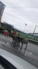 Cows hold up traffic on a rainy Nigerian street