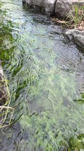 The video shows a narrow, shallow stream flowing between large, gray rocks. The water is clear but has a greenish tint, likely due to algae or submerged vegetation. There are patches of green vegetation visible beneath the surface of the water. On the banks of the stream, there is grass and a large green leaf extending into the frame. In the background, trees and buildings are visible, suggesting the stream is located in a park or urban environment. The camera is positioned close to the water and moves slightly, providing a close-up view of the stream.