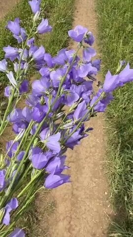 A close-up video displays a bunch of bellflowers with purple petals and green stems. The flowers are held together and appear to be gathered or picked. The background of the video transitions from a dirt path and grass to a field with green hills and a partly cloudy sky. The camera angle shifts from a low perspective, showing the flowers at eye level, to a slightly higher perspective, revealing more of the surrounding landscape. No people are clearly visible in the video.
