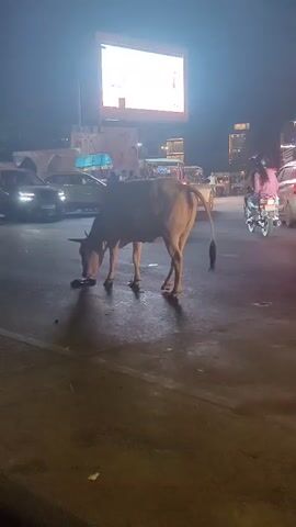 A cow stands in the middle of a street at night, eating something off the ground. There are vehicles, including cars and motorcycles, around it. A large screen is visible in the background. The scene appears to be in an urban area.
