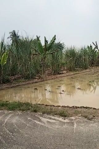 The video is shot vertically and appears to be moving, likely from a person walking or riding a bicycle alongside a ditch filled with murky water. The ditch is bordered by lush green vegetation, including what appears to be sugar cane and banana trees. The ground next to the ditch is a dirt path, and further to the right is a paved road. The sky is overcast. There are no people or animals visible in the video. The overall impression is a rural or semi-rural environment, possibly after a rain.