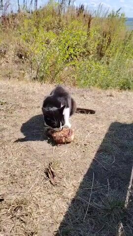 A black and white cat is eating a piece of meat on the ground outside. The cat is crouched over the meat and appears to be focused on its meal. The ground is covered in dry grass and dirt. In the background, there are green bushes and trees, and a bright sky. The scene is lit by sunlight, casting a shadow of the cat on the ground.
