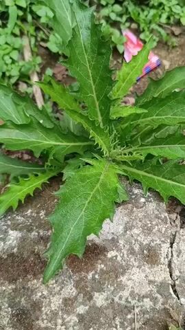A close-up shot focuses on a plant with serrated green leaves. The plant is growing near a rough, gray stone. In the background, out of focus, is more greenery and a small piece of colorful litter, possibly plastic. The lighting suggests it is daytime.