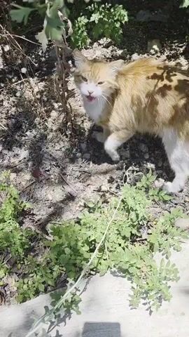 A medium shot shows an orange and white cat walking towards food on a white ledge. The cat has light orange fur with a white belly, chest, and front paws. The cat meows twice, then approaches the ledge and begins eating. The ground is dirt with green plants growing on it, and the scene is outdoors in sunlight.