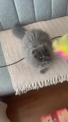A medium shot shows a fluffy, gray Persian cat playing with a colorful feather toy attached to a black wire. The cat is sitting on a beige woven mat on a gray couch. A hand holding a white stick moves the toy, engaging the cat in play. The camera angle shifts slightly, following the cat's movements as it chases the toy across the couch.