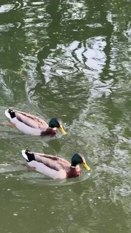 Two male mallard ducks swim in a pond. Their heads are iridescent green, and they have yellow beaks. Their bodies are mostly brown and grey with some white and black feathers. They are paddling in the green water of the pond, and the reflections of trees are visible on the surface. Blades of grass are visible in the lower right corner of the frame.