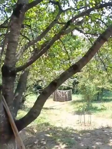 The video captures a short panoramic view of a yard on a sunny day. The foreground is dominated by the branches and leaves of a large tree, partially obscuring the view. The middle ground reveals a grassy area with several young trees and bushes. To the left, a dark, rectangular object, possibly a shed or a covered structure, is visible in the distance. In the right middle ground, a partially constructed wall made of light-colored bricks stands. The background consists of more trees and vegetation, suggesting a natural or semi-rural setting. The overall impression is of an outdoor space with ongoing construction or renovation.