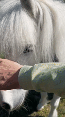 Ponies graze near stable facility in Burgas, Bulgaria