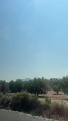 The video shows a view from inside a moving vehicle, looking out at a landscape dominated by olive trees under a clear blue sky. The road surface is visible in the foreground. The terrain appears dry and somewhat arid, with patches of scrubby vegetation. In the middle ground, rows of olive trees are densely planted, with some taller trees and shrubs scattered among them. In the background, rolling hills or mountains are faintly visible on the horizon. A yellow road sign with a black silhouette of a car and the word "CIRCULACIÓN" is briefly visible on the left side of the frame. The lighting suggests it is daytime, likely late morning or early afternoon, given the bright sunlight and clear sky. There are no people or animals visible in the video.