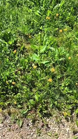 The video captures a close-up view of a patch of green grass dotted with small yellow flowers. A single white butterfly is visible in the frame, appearing to rest on one of the plants. The sunlight illuminates the scene, casting shadows and highlighting the textures of the grass and flowers. The camera pans slightly, showing the abundance of vegetation and the delicate nature of the butterfly against the backdrop of its natural environment.
