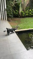 Peaceful backyard scene with pond and dog observed